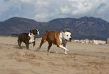 AMSTAFF  ADULT & PUPPIES 047